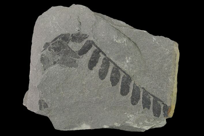 Pennsylvanian Fossil Fern (Neuropteris) Plate - Kentucky #137720